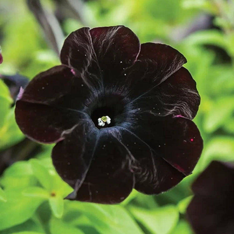 Schwarz cat petunia samen for anpflanzung