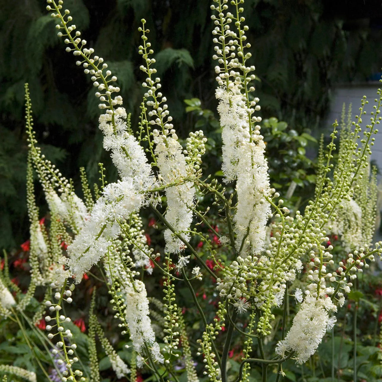 Weiß Racemosa Blumensamen zur Aussaat – hochwertige Qualitäts- – Traditionssorte & ohne Gentechnik Samen Hausgarten