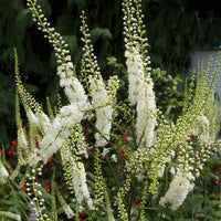 Weiß Racemosa Blumensamen zur Aussaat – hochwertige Qualitäts- – Traditionssorte & ohne Gentechnik Samen Hausgarten