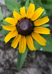 Schwarz Eyed Susan Samen zur Aussaat – leuchtend Blumensamen für Ihren Garten