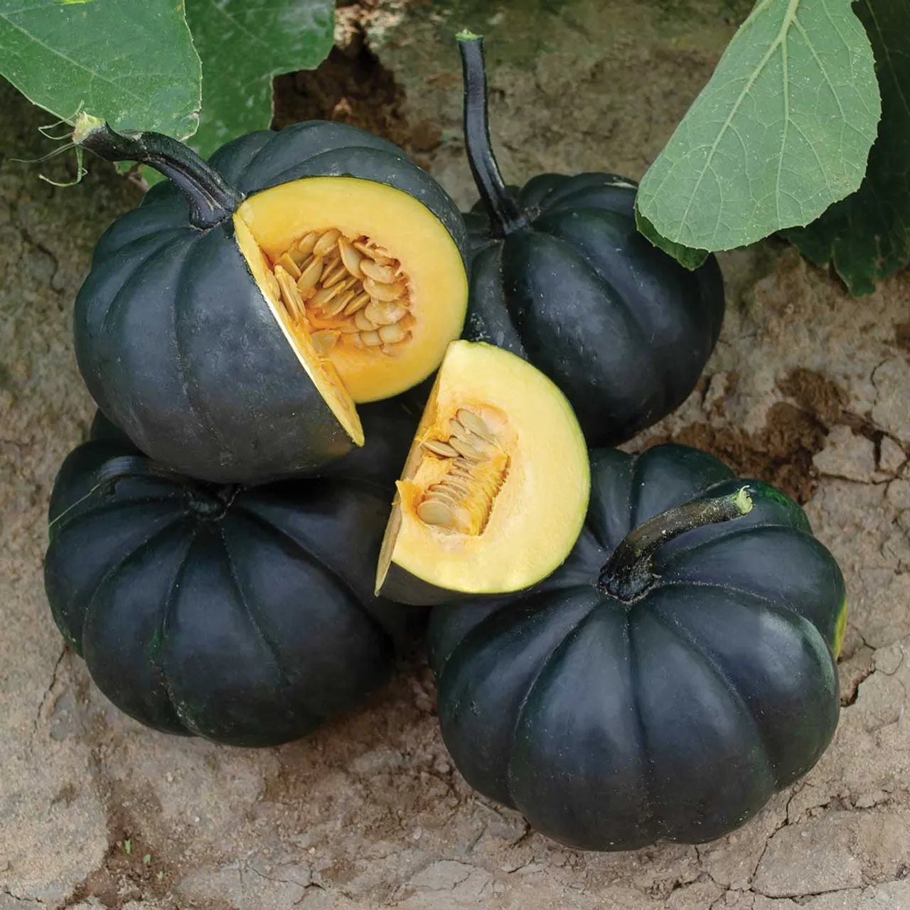 Schwarz Pumpkin Gemüse Samen zum Pflanzen