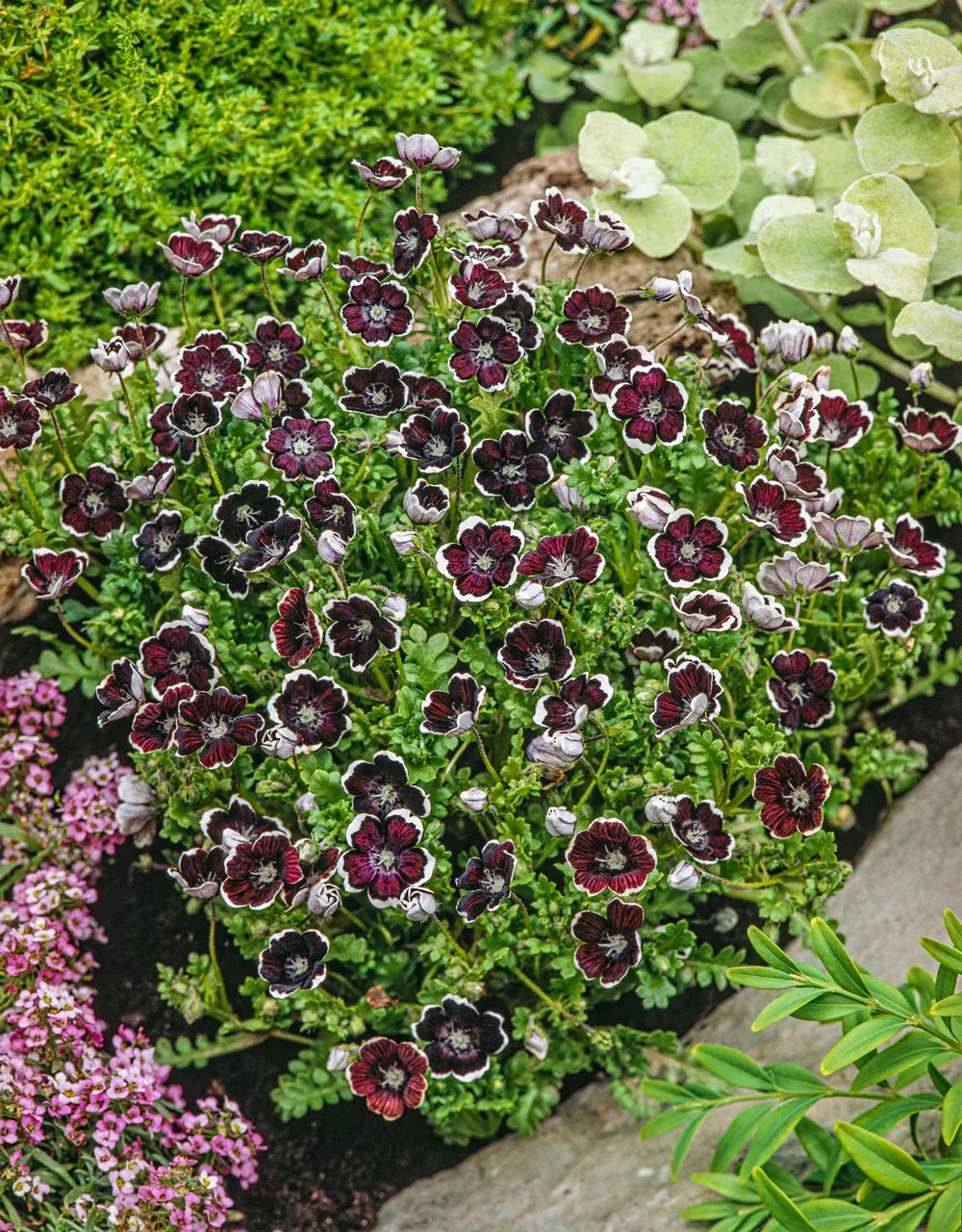 Non gmo schwarz menziesii samen