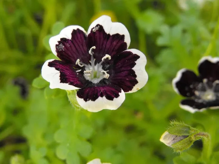 Ornamental schwarz menziesii flowering pflanze