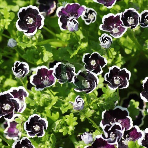 Schwarz menziesii blume samen for anpflanzung