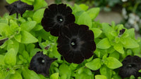 Schwarz petunia in hanging baskets