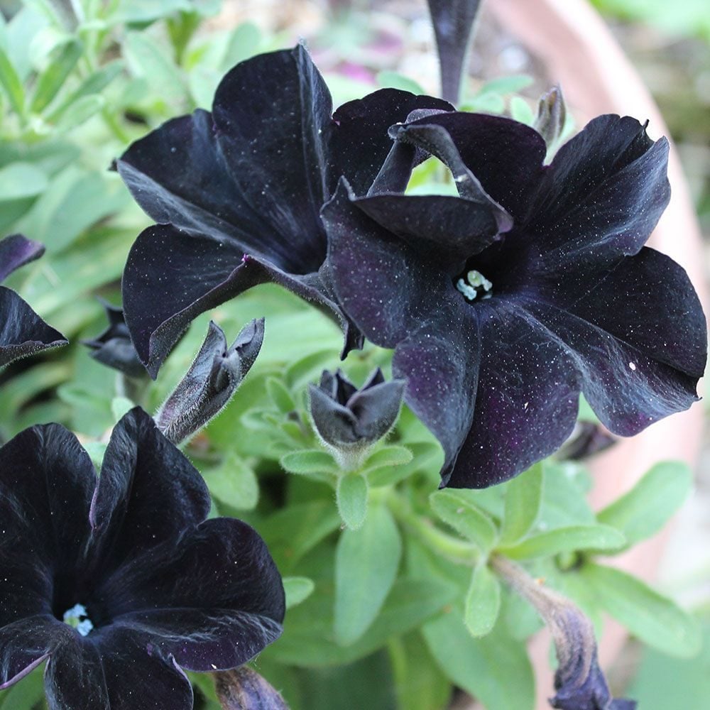 High germination schwarz petunia samen
