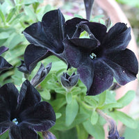 High germination schwarz petunia samen