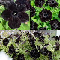 Non gmo schwarz petunia samen