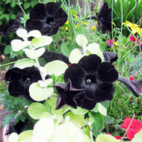 Ornamental schwarz petunia flowering pflanze