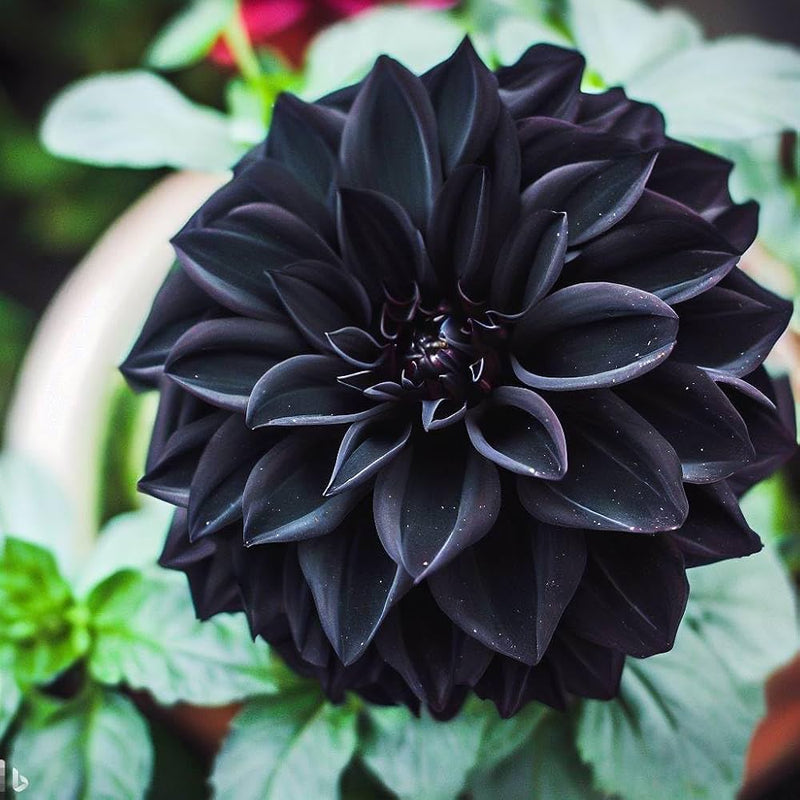 Schwarz pompon dahlia blume samen for anpflanzung