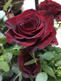 Non gmo schwarz rot rose samen