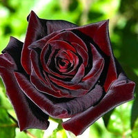 Ornamental schwarz rot rose pflanze for gardens