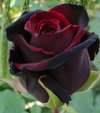Schwarz rot rose blume samen for anpflanzung