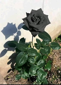 Non gmo schwarz rose samen