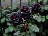 Ornamental schwarz rose pflanze for gardens