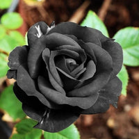 Rose Blume Schwarz Samen zur Aussaat Samen dunkel Blüten