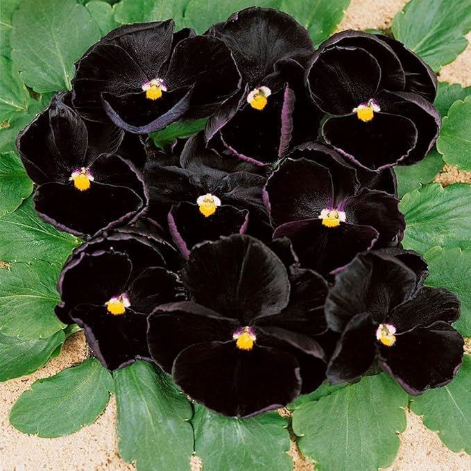 Schwarz viola blumen blooming in garten