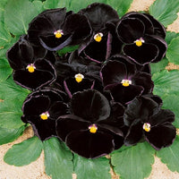 Schwarz viola blumen blooming in garten