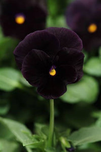 Non gmo schwarz viola blume samen