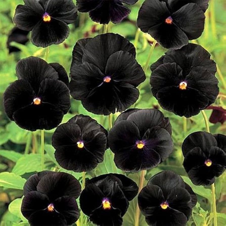 Ornamental schwarz viola samen for gardens