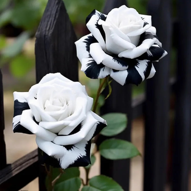 Schwarz and weiß rose used as cut blume
