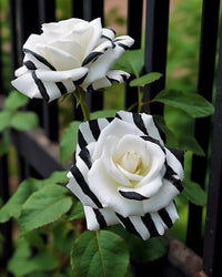 Non gmo schwarz and weiß rose samen