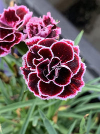 Non gmo schwarz william blume samen