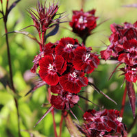 Ornamental schwarz william flowering pflanze
