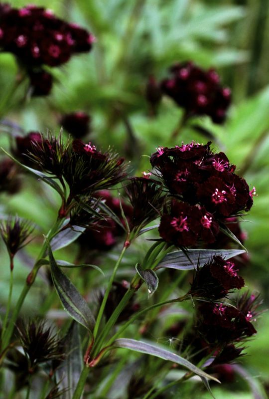 Schwarz william in pollinator garten