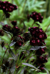 Schwarz william in pollinator garten