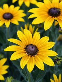Gelb Schwarz-Eyed Susan Samen zur Aussaat – leuchtend Garten Blüten