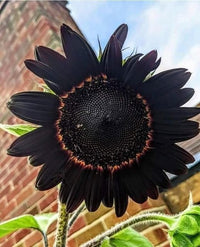 Schwarz riesig Sonnenblume Samen Garten Aussaat