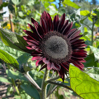 Schwarz Sonnenblume Blumensamen zur Aussaat Landhaus Garten wichtig Traditionssorte & ohne Gentechnik Samen Hausgarten