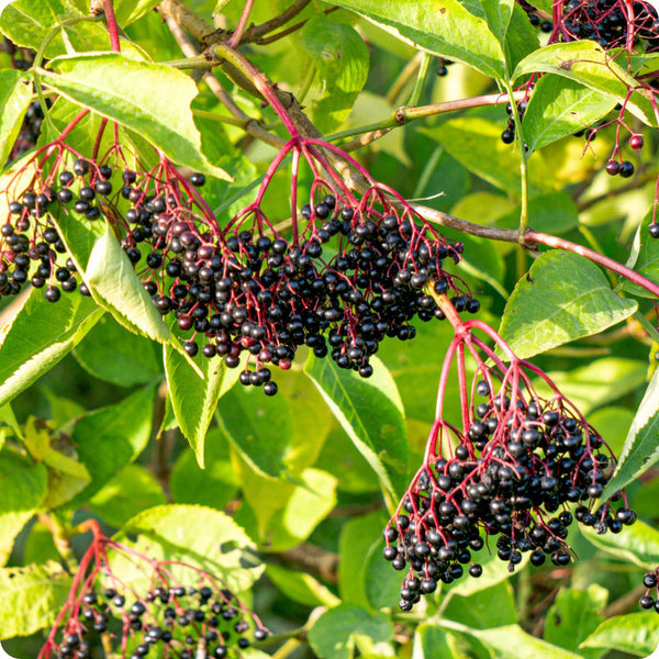elderberry samen black sambucus nigra
