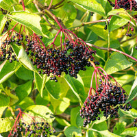 elderberry samen black sambucus nigra
