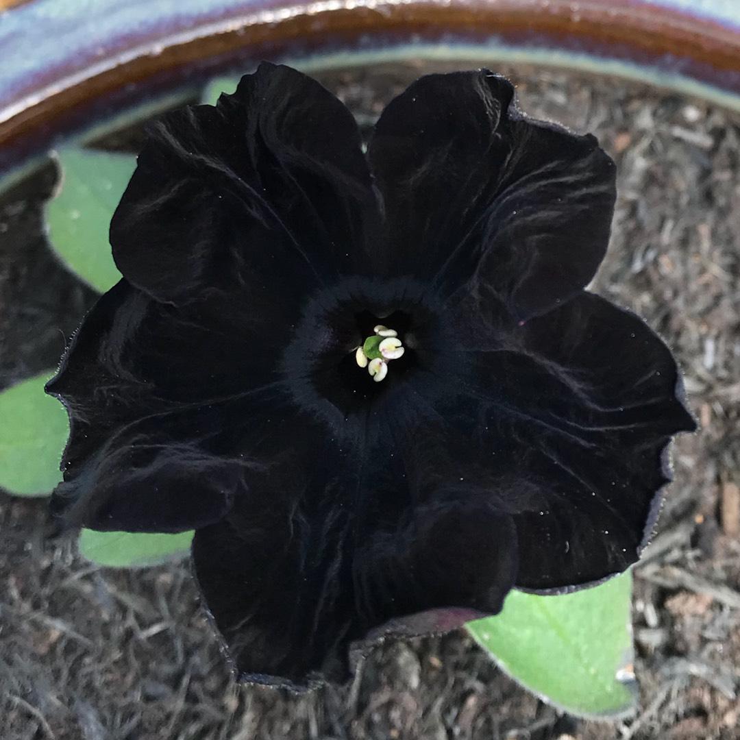Ornamental schwarz velvet samen for landscapes