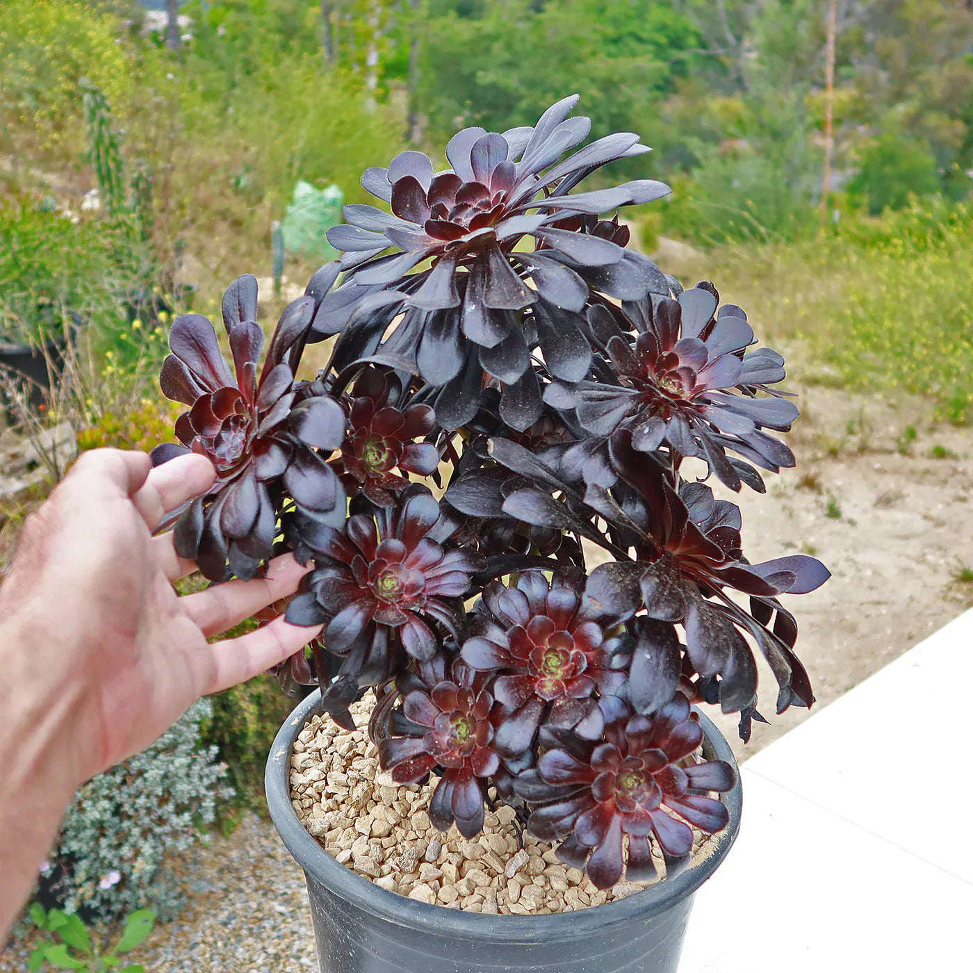 Zwartkop’ pflanze guide for successful anpflanzung and growth - samen thriving foliage in your garten