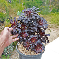 Zwartkop’ pflanze guide for successful anpflanzung and growth - samen thriving foliage in your garten