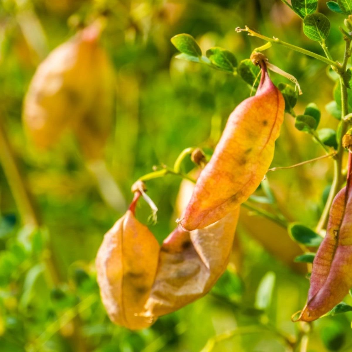 Non-gmo bladder senna bush pflanzen
