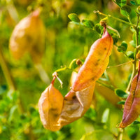Non-gmo bladder senna bush pflanzen
