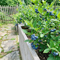 Blaubeeren Samen Heidelbeere