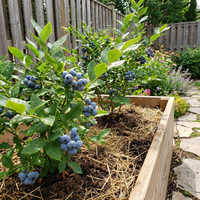 Blaubeeren Samen Heidelbeere