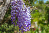 Blauregen Lila Blumensamen zur Aussaat – lang Blüte Saison – Traditionssorte & ohne Gentechnik Samen Hausgarten