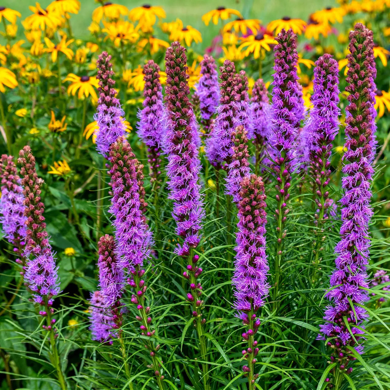 Lila Liatris Blumensamen zur Aussaat – farbenfroh Schau – Traditionssorte & ohne Gentechnik Samen Hausgarten