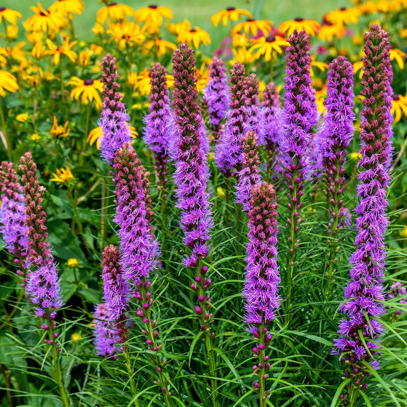 Lila Liatris Blumensamen zur Aussaat – farbenfroh Schau – Traditionssorte & ohne Gentechnik Samen Hausgarten