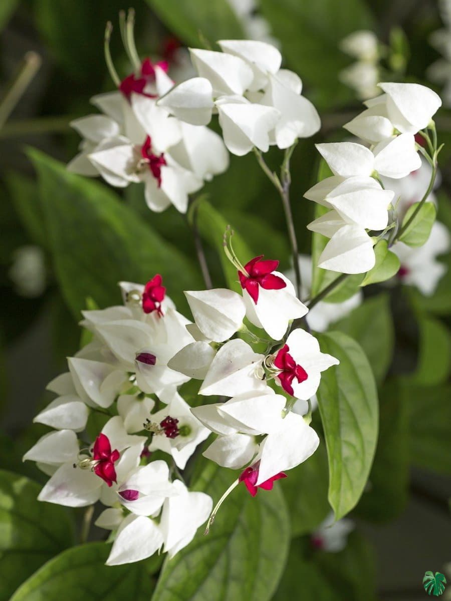 Herzrebeblumensamen Blumensamen zur Aussaat Blume Beet