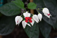Herzrebeblumensamen for anpflanzung in blume bed