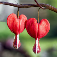 Bleeding Heart Blumensamen zur Aussaat