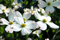 Cornus Blumensamen zur Aussaat pflegeleicht Traditionssorte & ohne Gentechnik Samen Hausgarten
