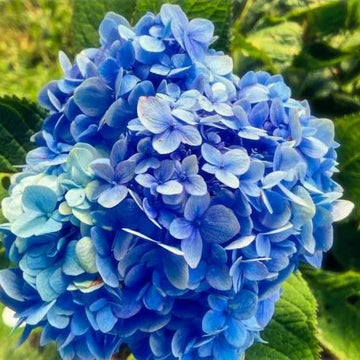 Himmelblau Geranie Pelargonium Blumensamen zur Aussaat ideal Rabatten Traditionssorte & ohne Gentechnik Samen Hausgarten